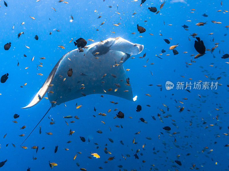 海洋蝠鲼(Manta birostris)游过清洁站。在世界自然保护联盟的红色名单中，这些优雅的动物正在成为野外罕见的景象。